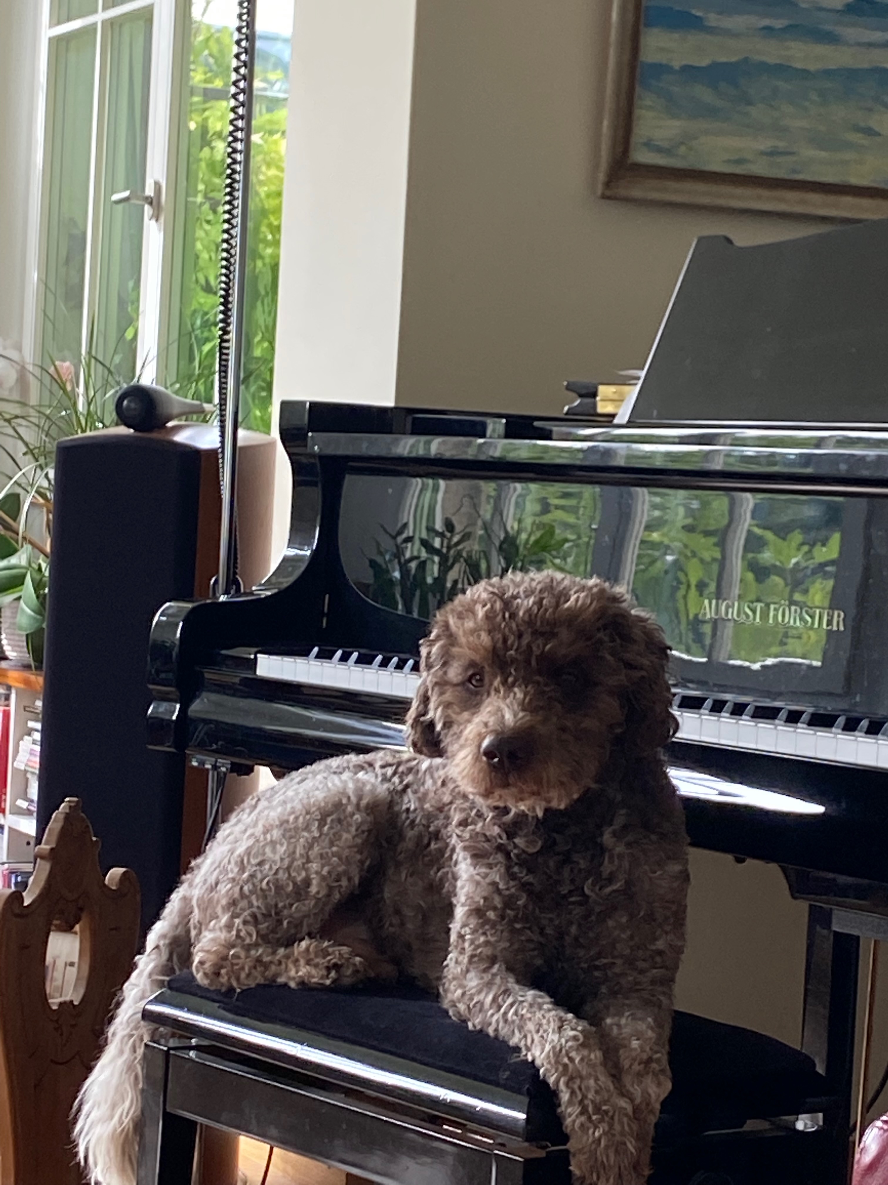 Our dog at the piano